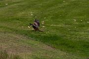 red kite04